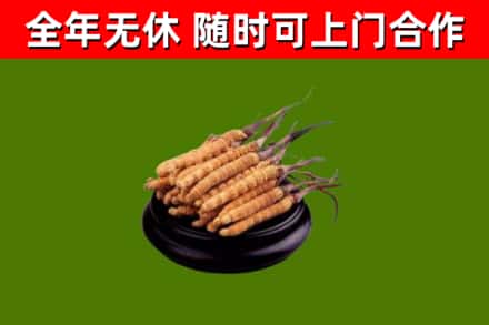 山阳烟酒回收冬虫夏草.jpg